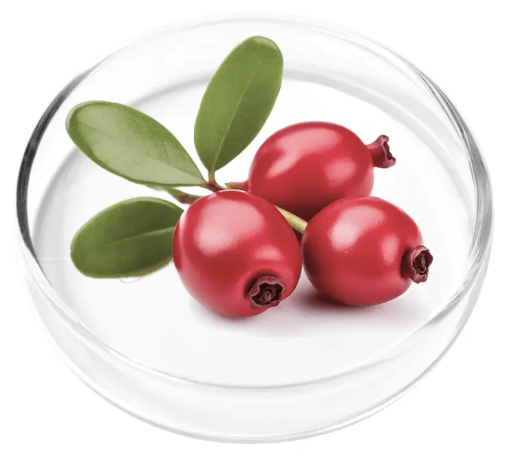 Cranberry Extract SEO
