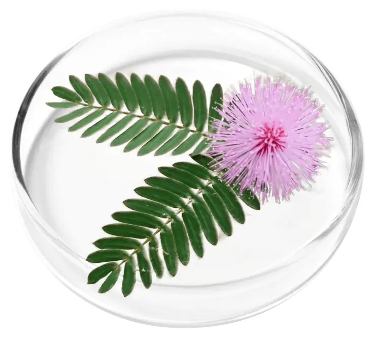 Mimosa Pudica Extract SEO